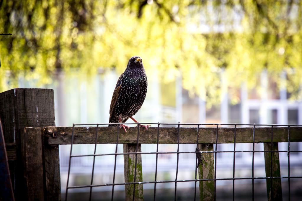 IMAGE: http://i1183.photobucket.com/albums/x462/iserce/Photography/15_85/20120323-IMG_1457-3.jpg