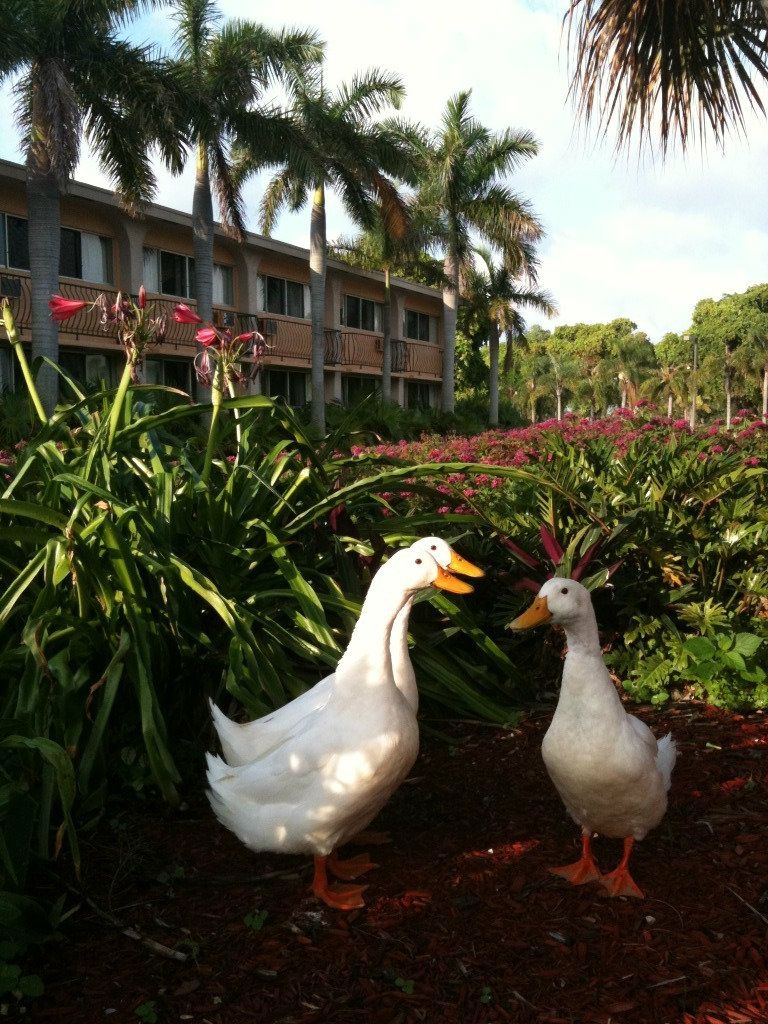 Hotel from the 17th fairway