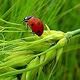 Biologische hulp!
