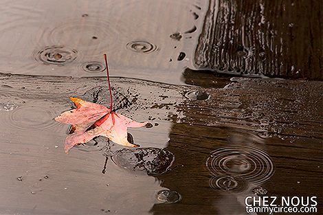 Leaf in Puddle photo IMG_7972-W.jpg