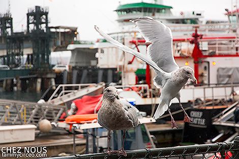 Seagulls photo IMG_8036-W.jpg