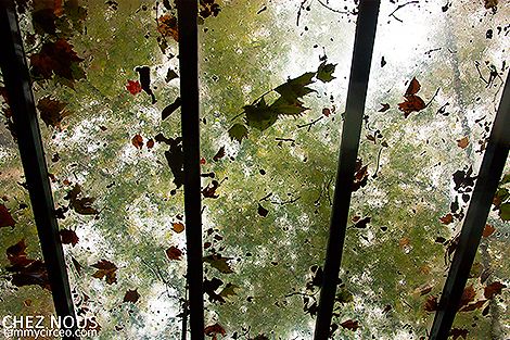 Murky Leaves photo IMG_8057-W.jpg