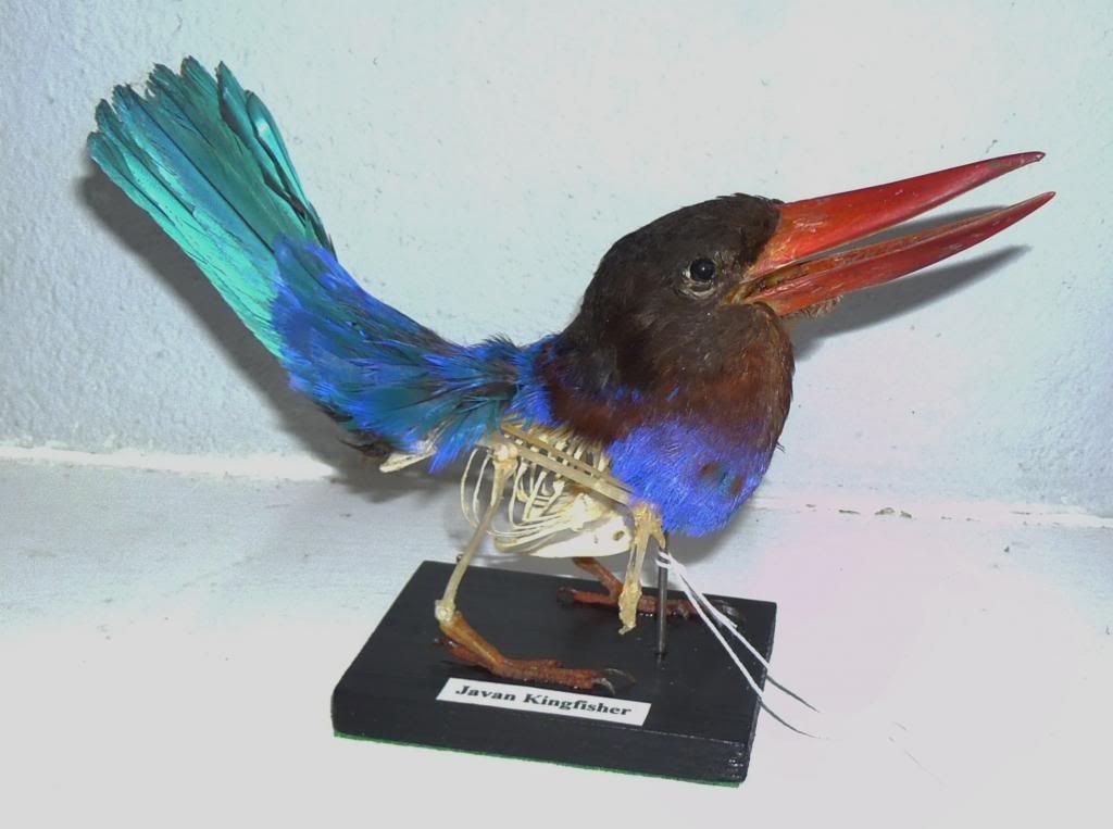 stuffed kingfisher for sale