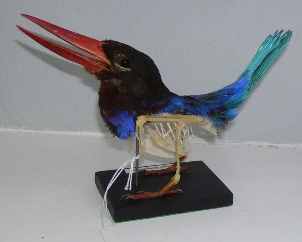 stuffed kingfisher taxidermy