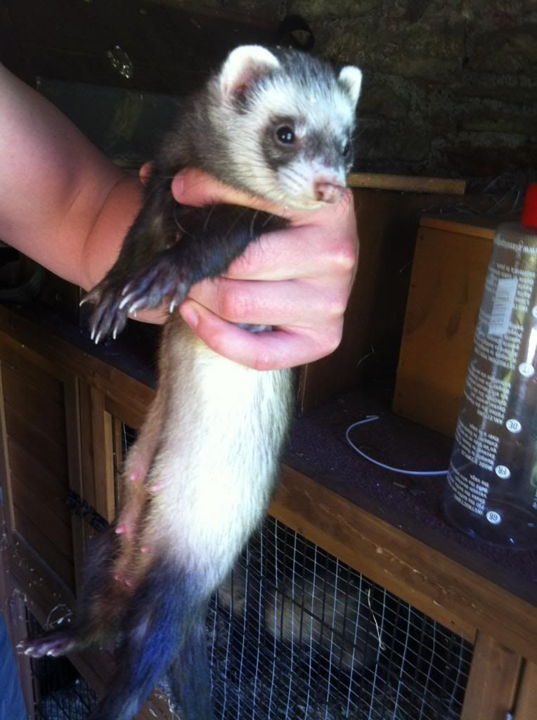 ferret2.jpg