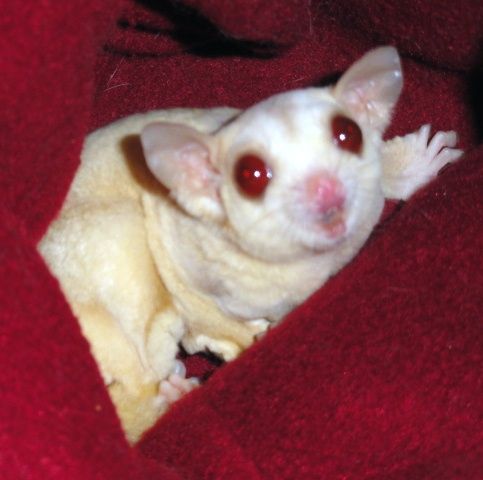 ruby leucistic sugar glider