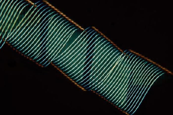 221967-mikrodunya8.jpg