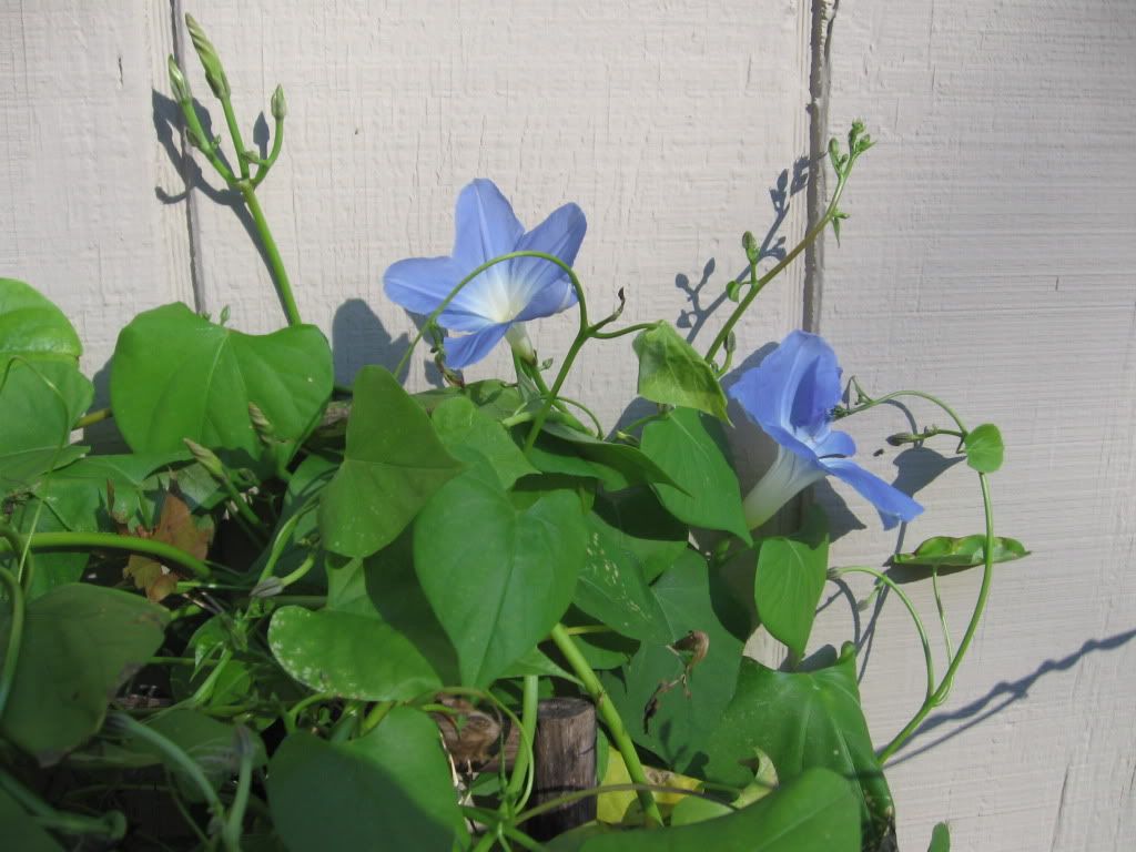 Morning Glories