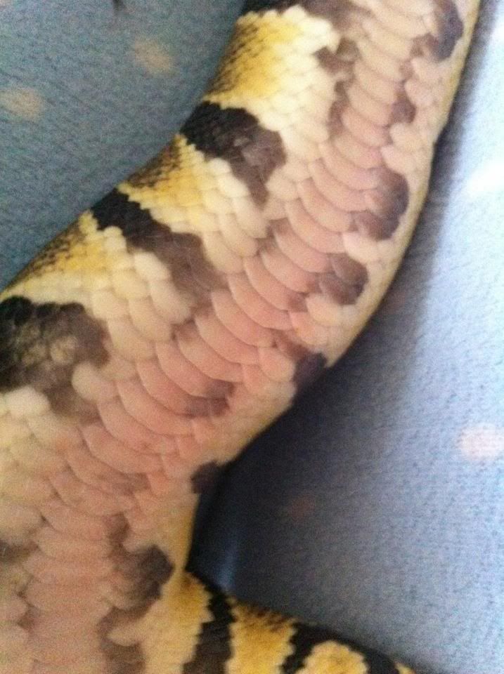 Snake Burn... Is what the vet said right? Reptile Forums