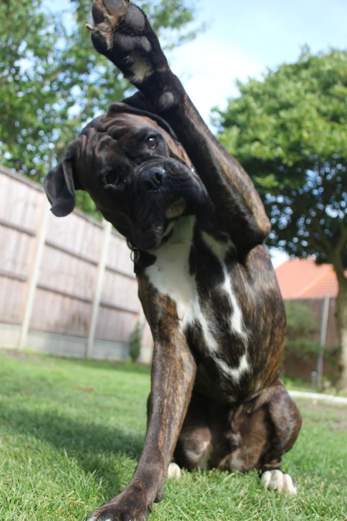 IMAGE: http://i1183.photobucket.com/albums/x469/Andy_Goss/IMG_0666.jpg