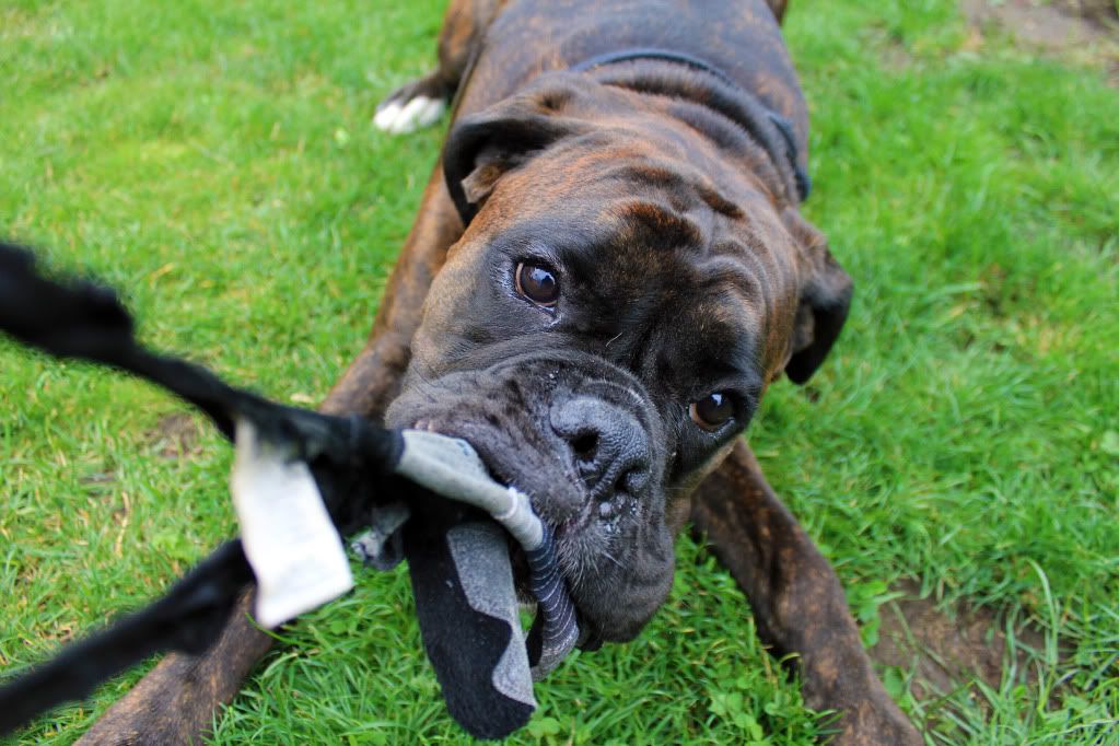 IMAGE: http://i1183.photobucket.com/albums/x469/Andy_Goss/IMG_0825ccopy.jpg