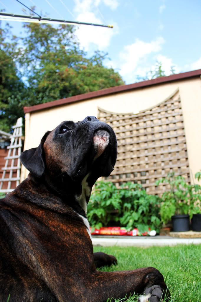 IMAGE: http://i1183.photobucket.com/albums/x469/Andy_Goss/IMG_1078copy.jpg