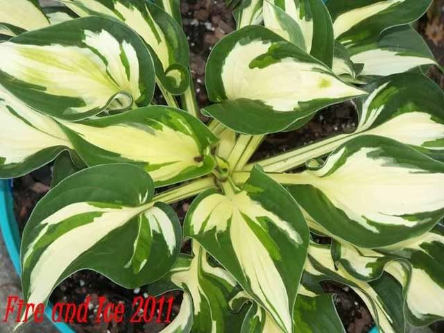 Hosta Fire and Ice