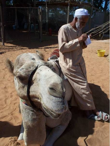 Camel Driver