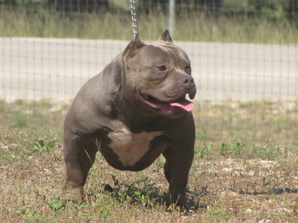 American Bully Pics