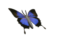  photo butterfly-animated_zpsrccr7xqu.gif