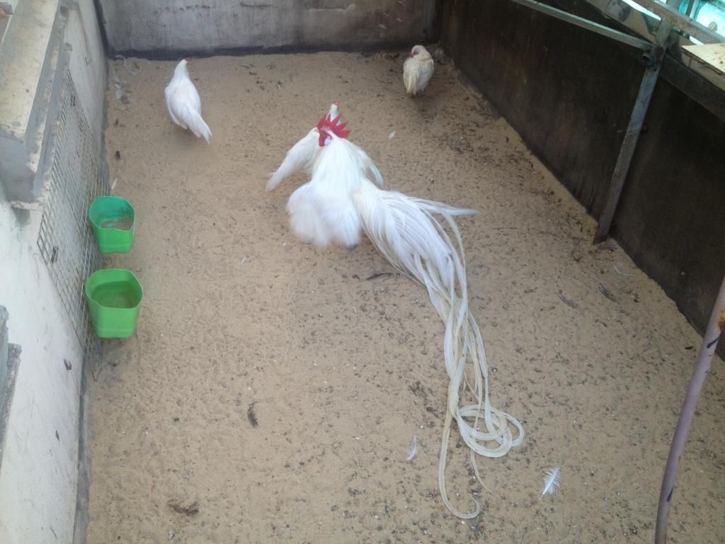 Phoenix baby cho ae đam mê - 2