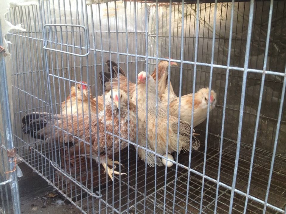 Tphcm_ đàn tân châu cần bay - 6