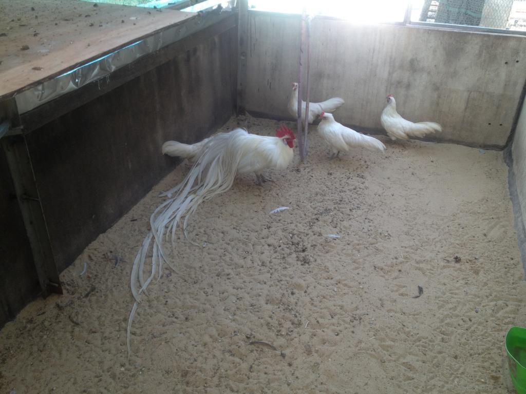 Phoenix baby cho ae đam mê - 3