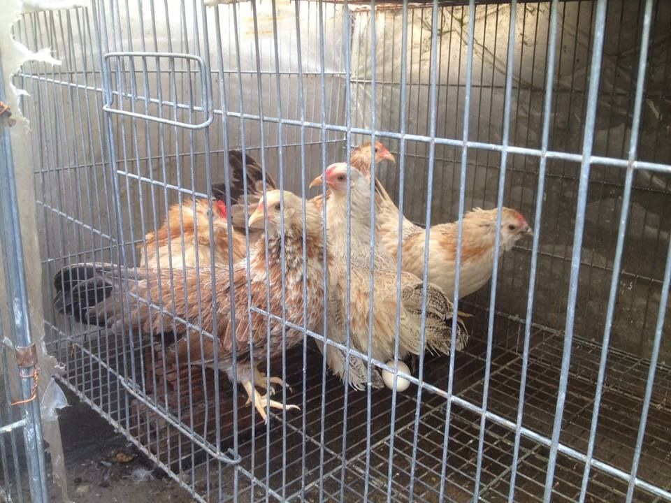 Tphcm_ đàn tân châu cần bay - 5