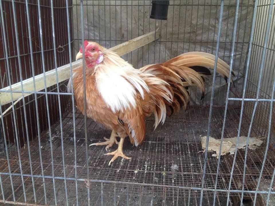 Tphcm_ đàn tân châu cần bay - 3