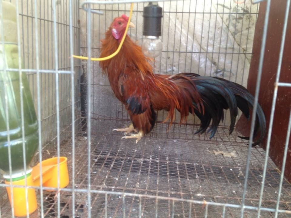 Tphcm_ đàn tân châu cần bay - 4