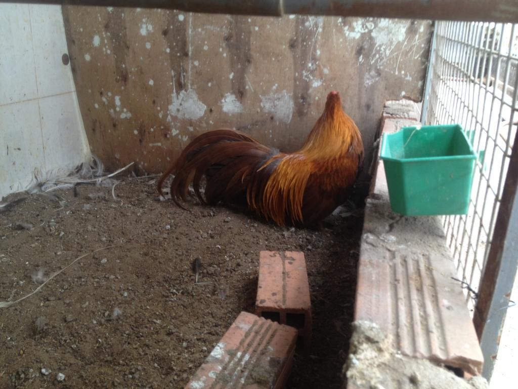 Tphcm_ đàn tân châu cần bay - 1