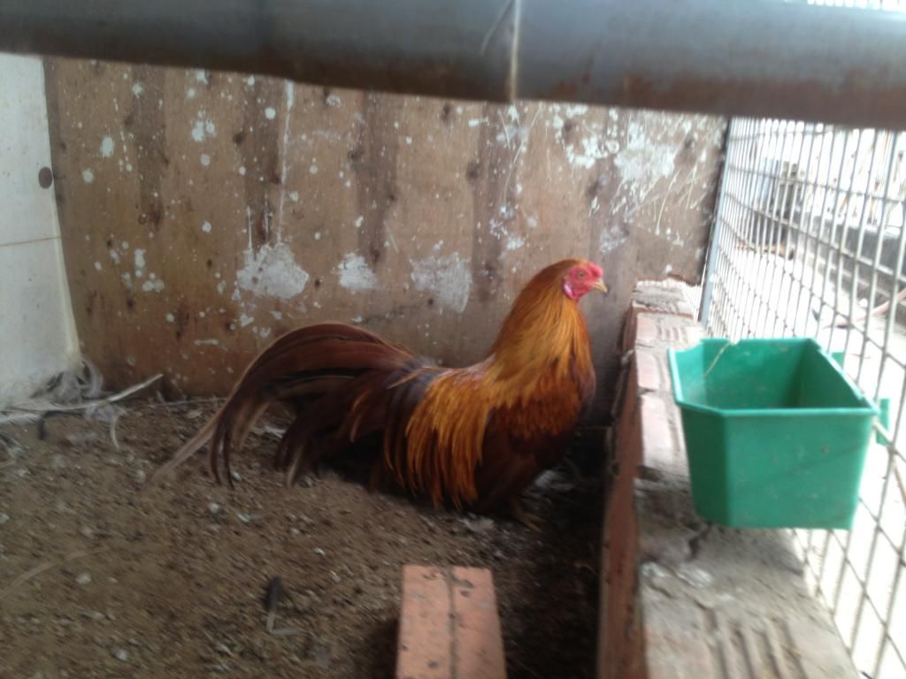 Tphcm_ đàn tân châu cần bay - 2