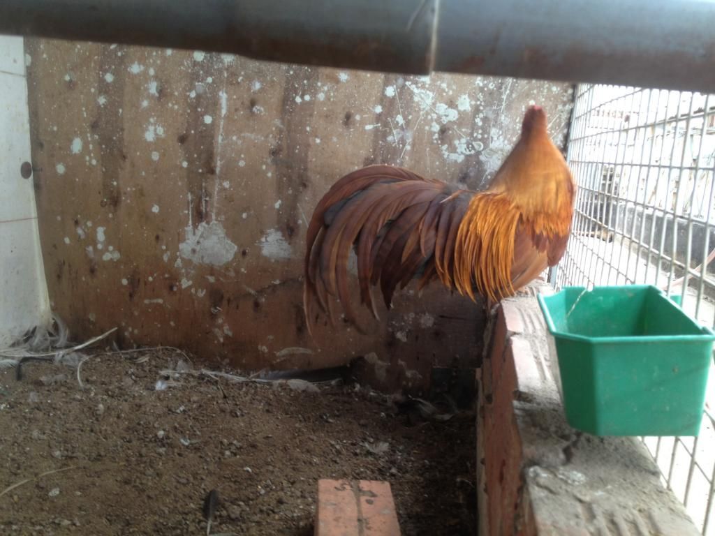 Tphcm_ đàn tân châu cần bay