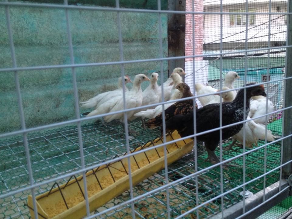 Phoenix baby cho ae đam mê - 1