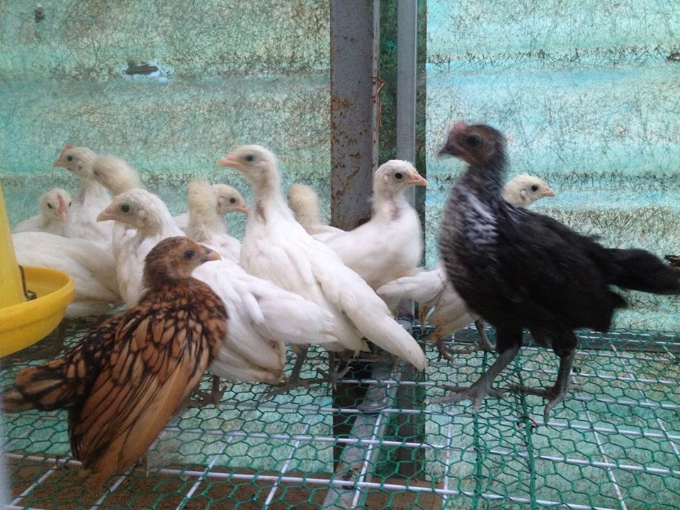 Phoenix baby cho ae đam mê