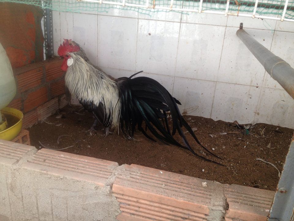 Sài gòn_phoenix chuối đang sinh sản - 2