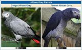 th_Congo-Timmeh_AfricanGrey-1.jpg