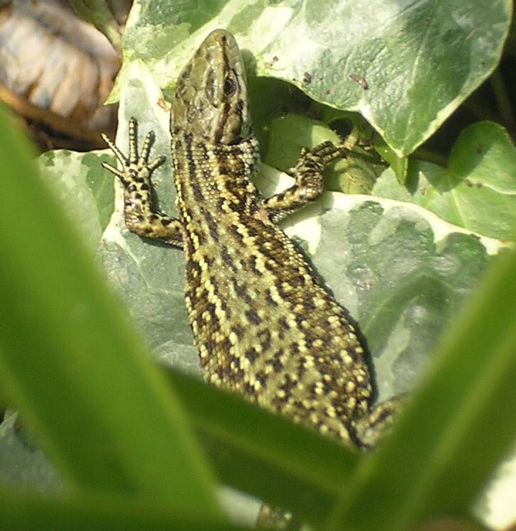 Lizard29-7-2011.jpg