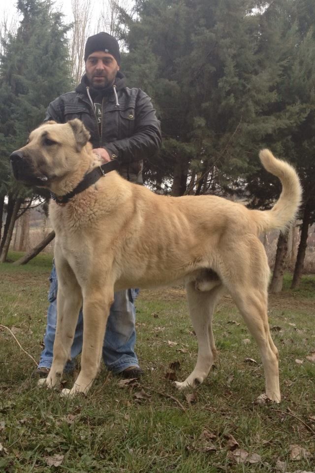 turkish boz shepherd