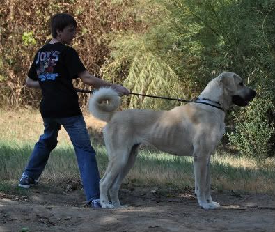 are boz shepherds fighting dog