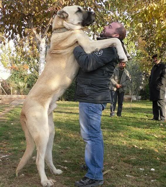 Turkish boz shepherd hot sale puppies for sale