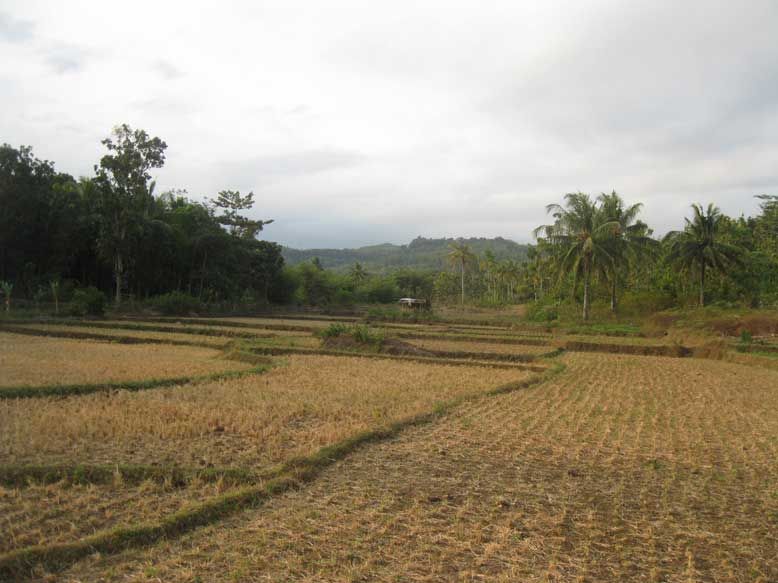 Jual Tanah murah 2 hektar, di dalemnya ada 150 pohon jati