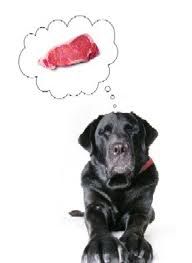 dogsteak.jpg