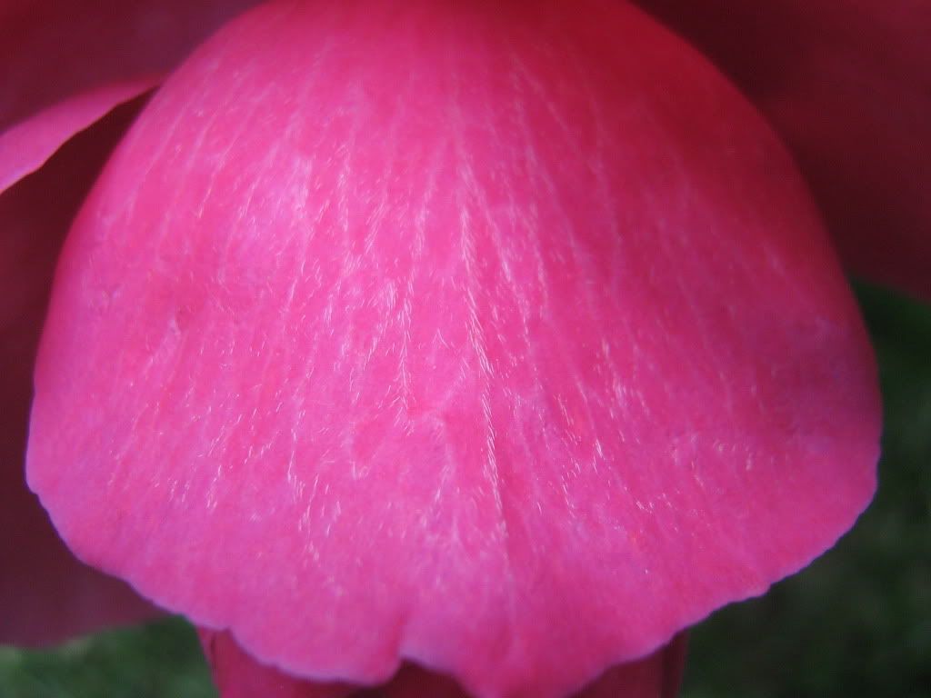 flores flores