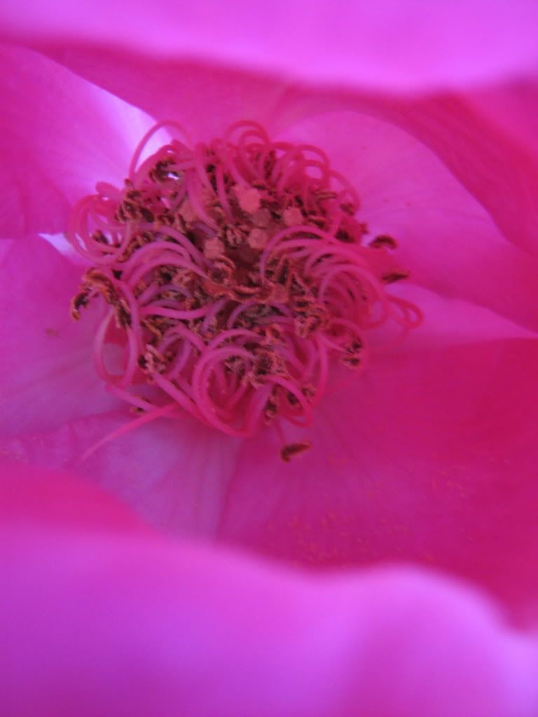 rosas rosas
