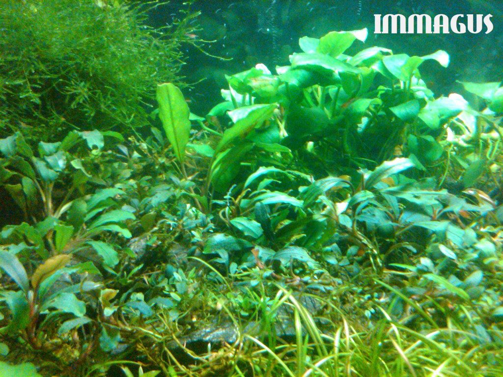 golden 2 anubias nana anubias petite 2 ambil semuanya ada harga ...