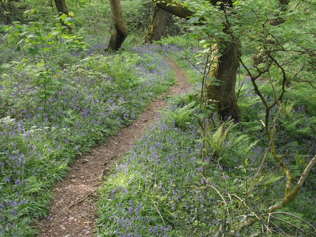 Blue bells path