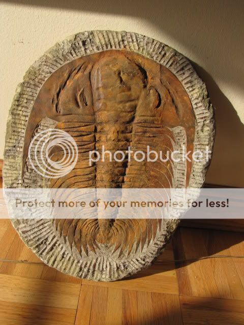   (Cambropallas) Trilobite Sahara Desert Morocco 14.75  