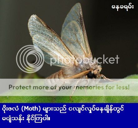 http://i1183.photobucket.com/albums/x474/konay1/general%203/800px-Moth_September_2008-3.jpg