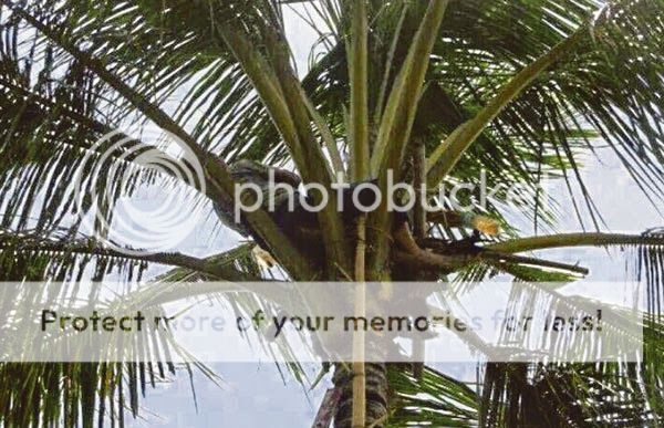 http://i1183.photobucket.com/albums/x474/konay1/general%204/sleep-coconut-tree.jpg