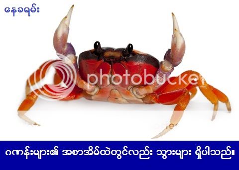 http://i1183.photobucket.com/albums/x474/konay1/general%205/halloween-crab-for-sale.jpg