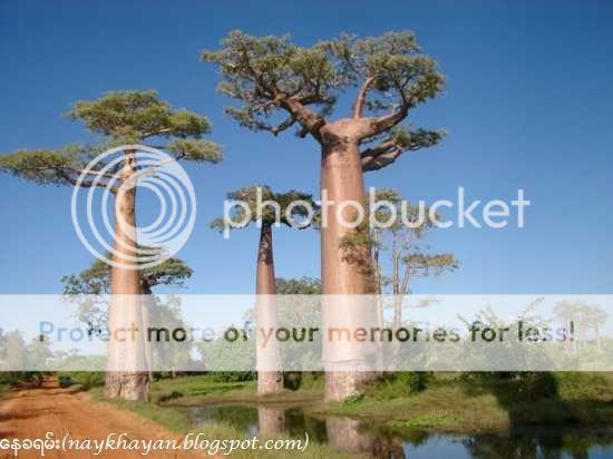 http://i1183.photobucket.com/albums/x474/konay1/general/Teapot-Baobab.jpg