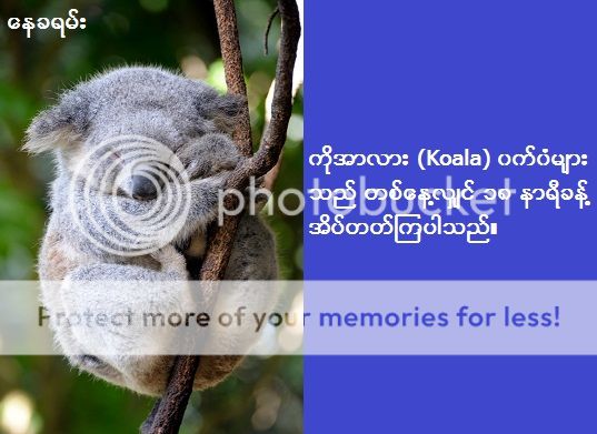 http://i1183.photobucket.com/albums/x474/konay1/general/koala3.jpg