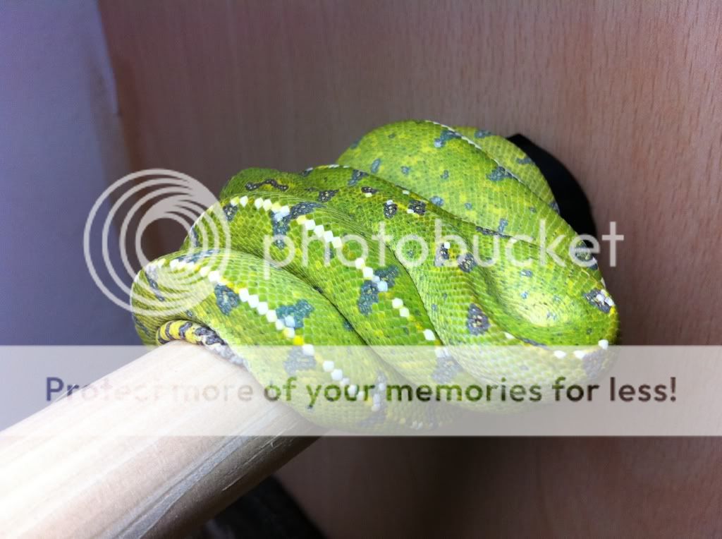 Super stripe merauke green tree pythons | Reptile Forums